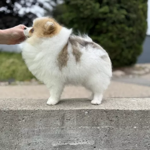 Tauro Kennel Pomeranian Spitz — Home joy dog