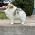 Tauro Kennel Pomeranian Spitz — Home joy dog