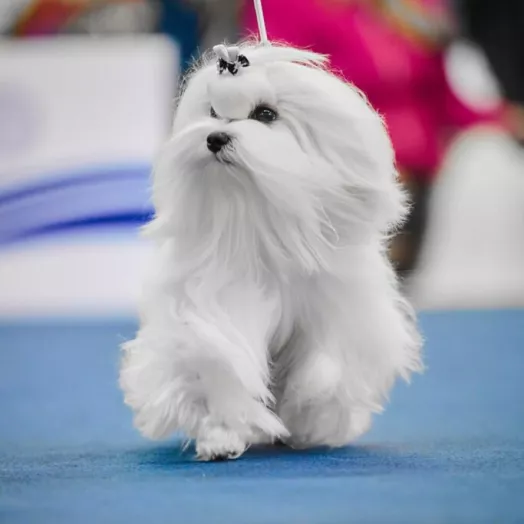 Champion Maltese Bichon male Tauro Kennel