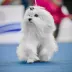 Champion Maltese Bichon male Tauro Kennel