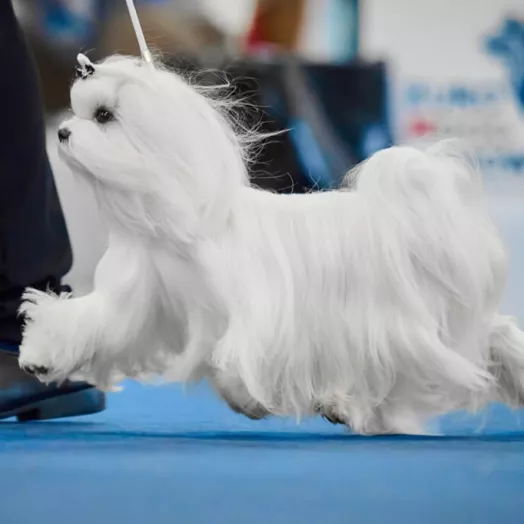 Champion Maltese Bichon male Tauro Kennel
