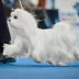 Champion Maltese Bichon male Tauro Kennel