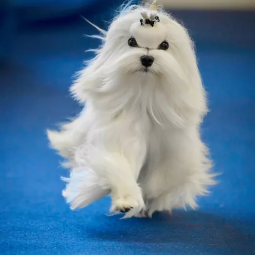 Champion Maltese Bichon male Tauro Kennel