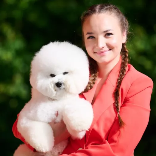 Champion Bichon Frise male Tauro Kennel