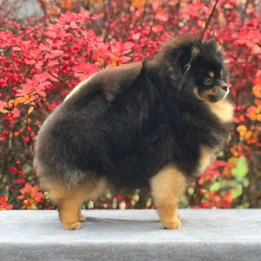 Champion pomeranian Female Tauro Kennel 
