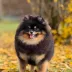 Champion pomeranian Female Tauro Kennel 