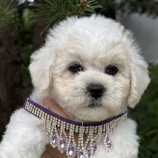 bichon frise puppy