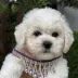 bichon frise puppy