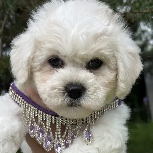 bichon frise puppy