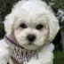 bichon frise puppy