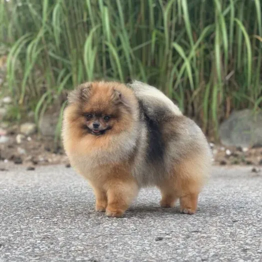 Champion pomeranian male Tauro Kennel