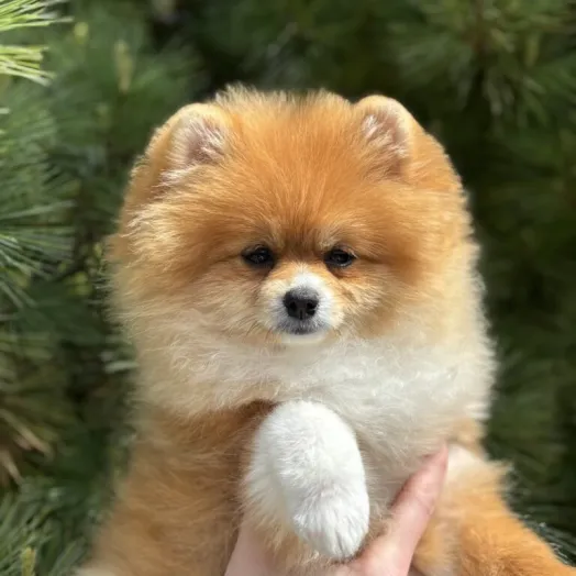 Pomeranian Spitz Tauro Kennel - home joy female