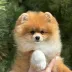 Pomeranian Spitz Tauro Kennel - home joy female