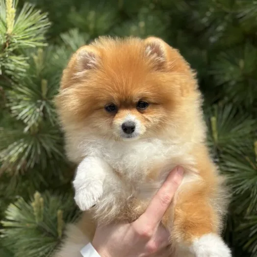 Pomeranian Spitz Tauro Kennel - home joy female