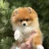 Pomeranian Spitz Tauro Kennel - home joy female
