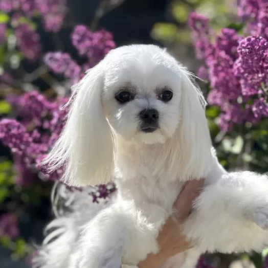 Tauro Kennel Maltese Bichon — Home joy dog