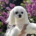 Tauro Kennel Maltese Bichon — Home joy dog