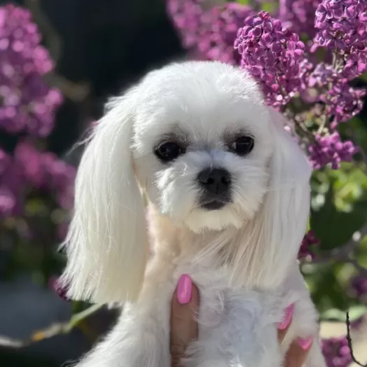 Tauro Kennel Maltese Bichon — Home joy dog