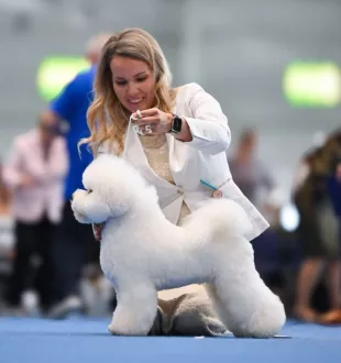 Champion Bichon Frise male Tauro Kennel