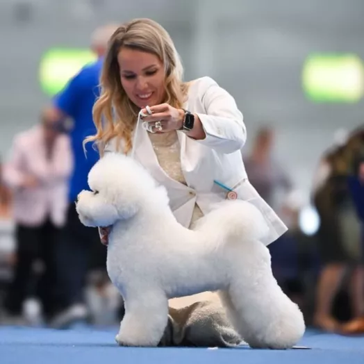 Champion Bichon Frise male Tauro Kennel