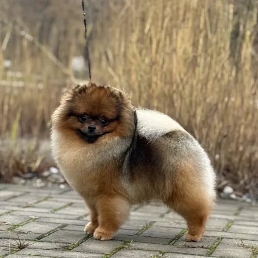 pomeranian male