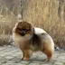 pomeranian male