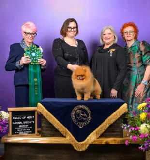 number one Pomeranian in USA 2026 Tauro Kennel