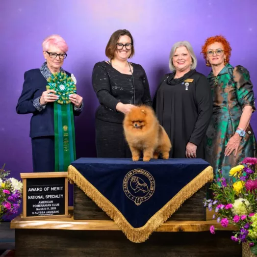 number one Pomeranian in USA 2026 Tauro Kennel