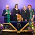 number one Pomeranian in USA 2026 Tauro Kennel