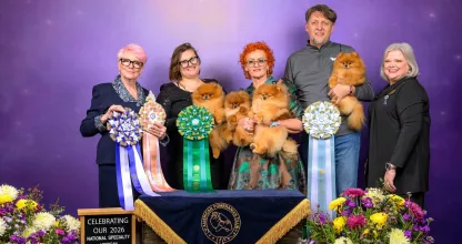 American pomeranian club show Tauro Kennel team