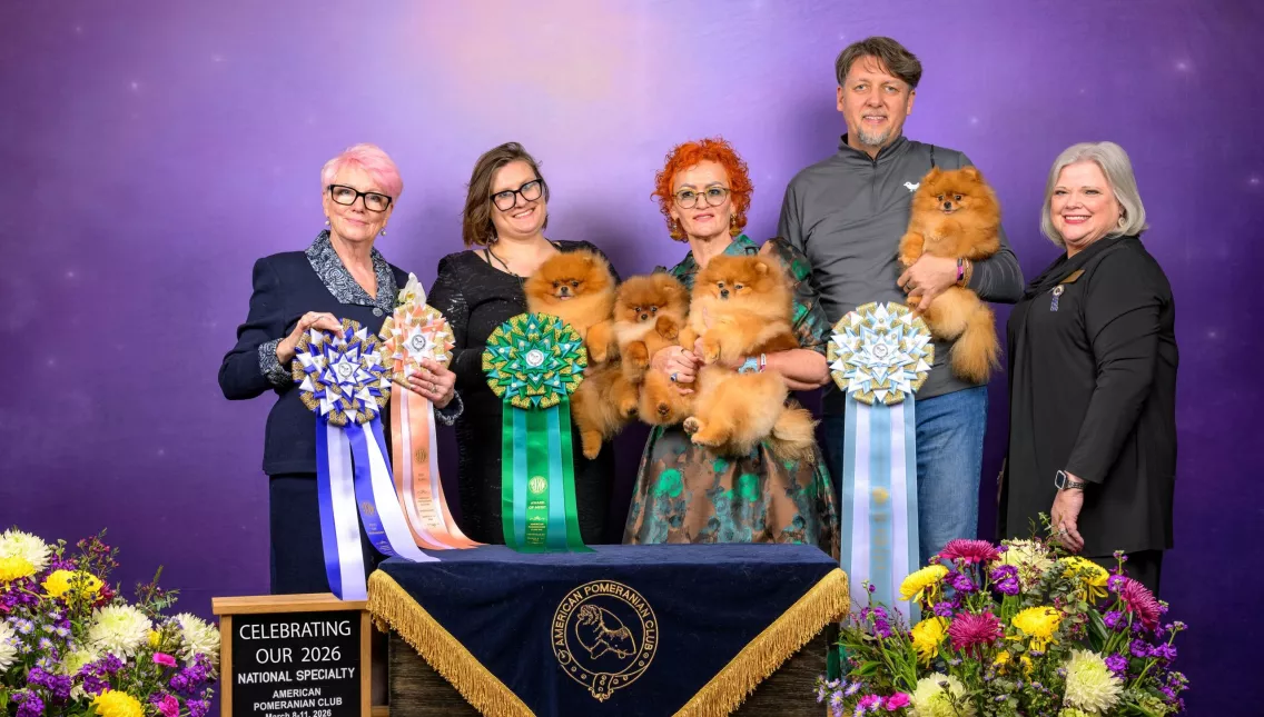 American pomeranian club show Tauro Kennel team