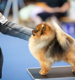 pomeranian male