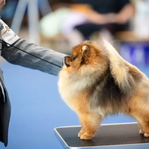 pomeranian male
