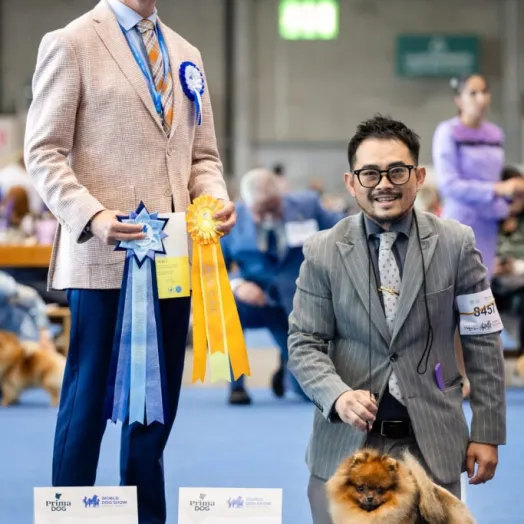 pomeranian male