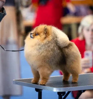 3 times world winner pomeranian Tauro Kennel