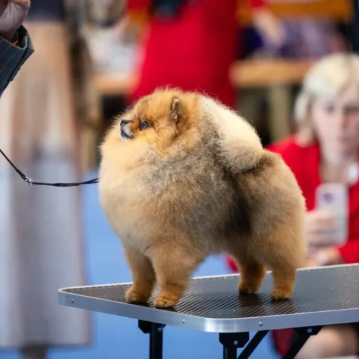 3 times world winner pomeranian Tauro Kennel 