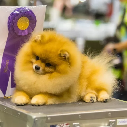 Legendary champion pomeranian male Tauro Kennel