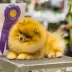 Legendary champion pomeranian male Tauro Kennel