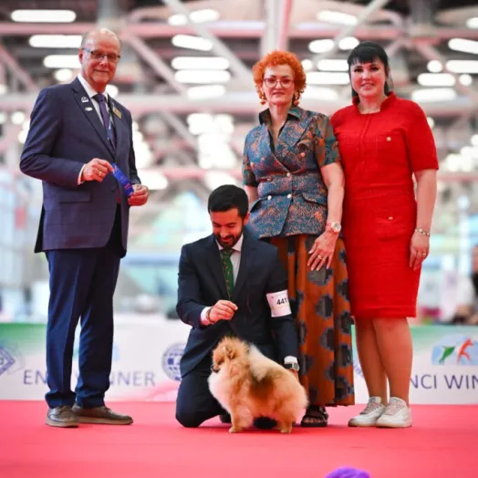 Champion pomeranian Female Tauro Kennel