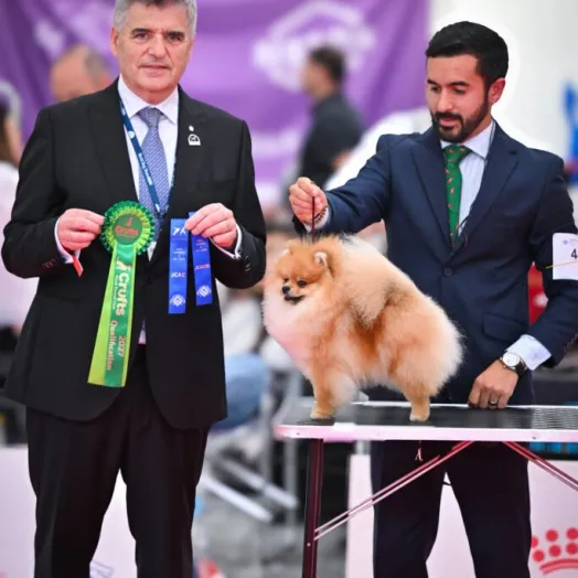 Champion pomeranian Female Tauro Kennel