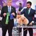 Champion pomeranian Female Tauro Kennel