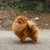 USA Champion pomeranian male Tauro Kennel
