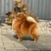 Champion pomeranian Female Tauro Kennel