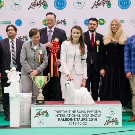 Champion Maltese Bichon male Tauro Kennel 