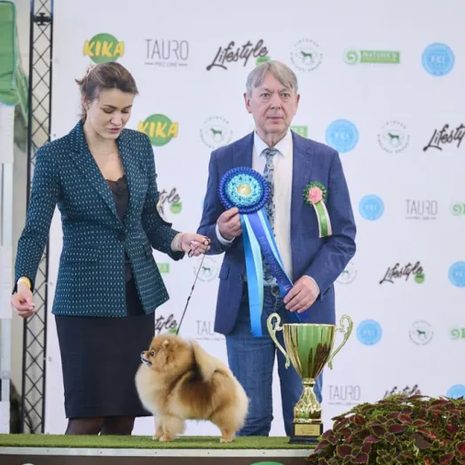 Champion pomeranian Female Tauro Kennel 