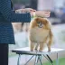 Champion pomeranian Female Tauro Kennel 