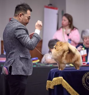 Champion pomeranian Female Tauro Kennel