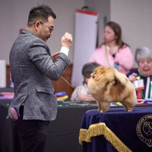 Champion pomeranian Female Tauro Kennel 