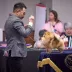 Champion pomeranian Female Tauro Kennel 