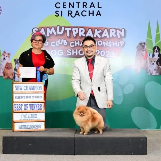 Champion pomeranian Female Tauro Kennel
